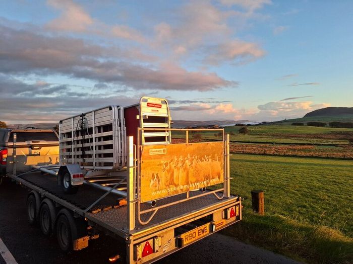 Portayards For Handling Sheep