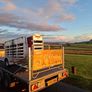 Portayards For Handling Sheep Image 10