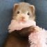 J.Ferret