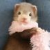 J.Ferret