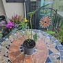 Philodendron Golden Dragon- house plant - indoor plant Image 5
