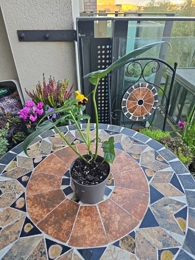 Philodendron Golden Dragon- house plant - indoor plant