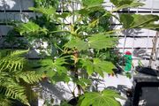 fatsia japonica