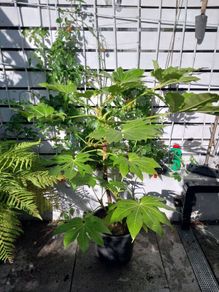 fatsia japonica
