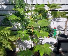 fatsia japonica