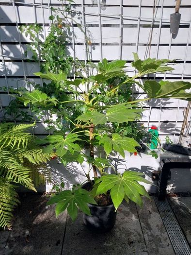 fatsia japonica