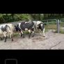 4 Belgian Blue in calf Heifers Image 3