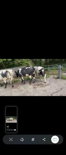 4 Belgian Blue in calf Heifers