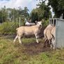 PB Texel Ram Lambs Image 4