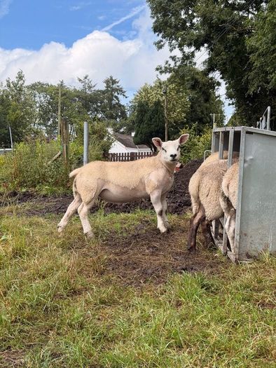 PB Texel Ram Lambs