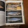 Fishing  St Michael Sports Starters. By Gerry Hughes.  First Edition Large Volume Hardback In Good Condition. Image 9