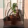Terrarium Image 2
