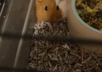 guinea pigs