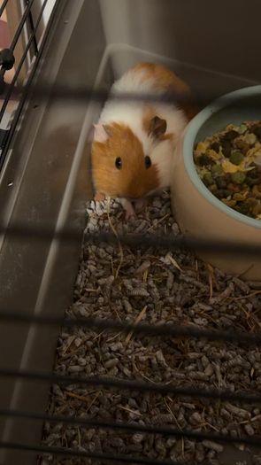 guinea pigs