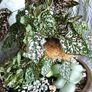 Plants Composition Image 5