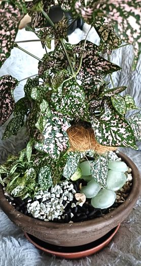 Plants Composition