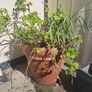10 garden pots and plants inc Image 5