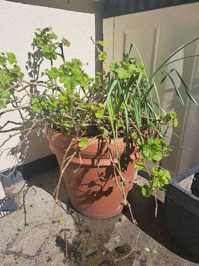 10 garden pots and plants inc