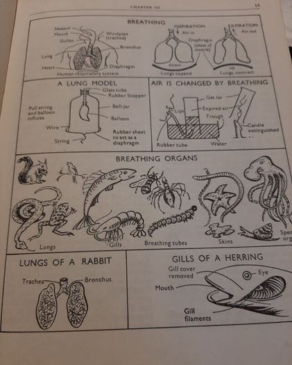 vintage science school book from 60's