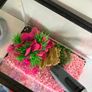 fish tank Image 2