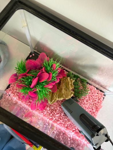 fish tank