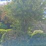 Olive Tree Image 2