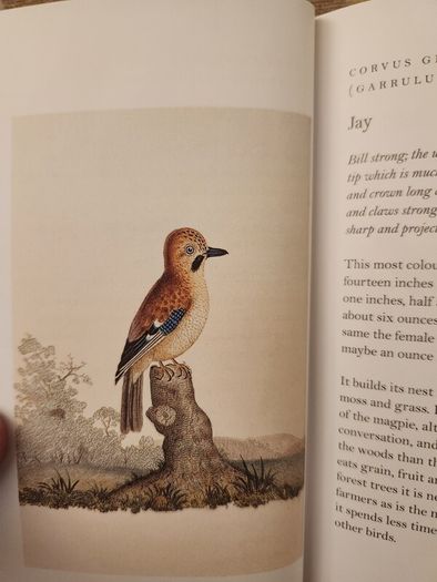 Graves Garden Birds. Selected British Garden  Birds. Beautiful Illustrated  Hardback In  Very Good Condition.