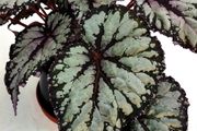 Begonia