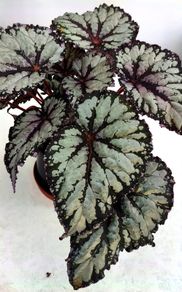 Begonia