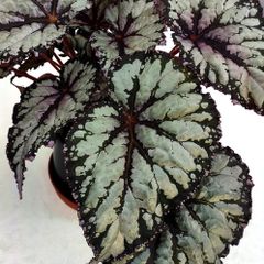 Begonia