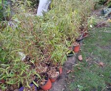Non spreading bamboo