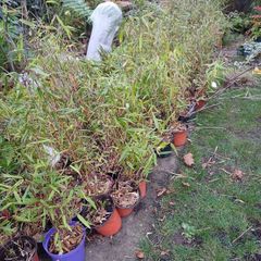 Non spreading bamboo