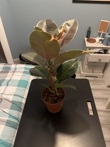 plant