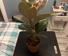 plant