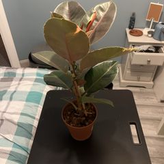 plant