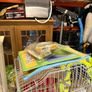 bird cage Image 2