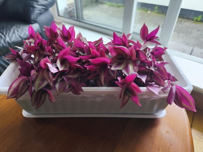 Large Tradescantia