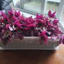Large Tradescantia Image 3