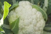 (C) Cauliflower Oviedo H hybrid seeds (20s) (124688)