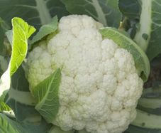 (C) Cauliflower Oviedo H hybrid seeds (20s) (124688)