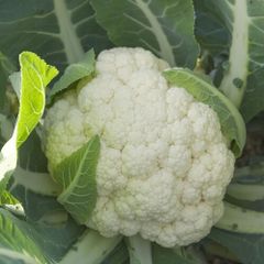 (C) Cauliflower Oviedo H hybrid seeds (20s) (124688)