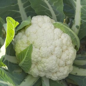 (C) Cauliflower Oviedo H hybrid seeds (20s) (124688)