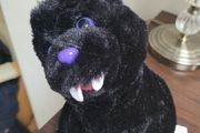 Halloween Scary Cat