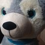 Big Dog teddy Image 6