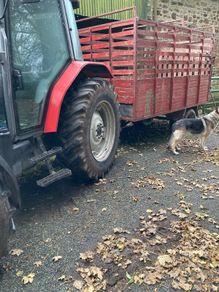 Cattle Trailer