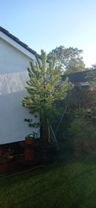 Scotts pine trees