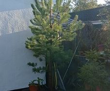 Scotts pine trees