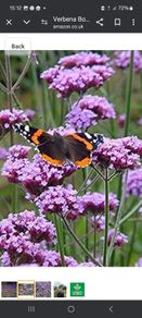 Purple Verbena bonarienis Flower