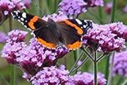 Purple Verbena bonarienis Flower