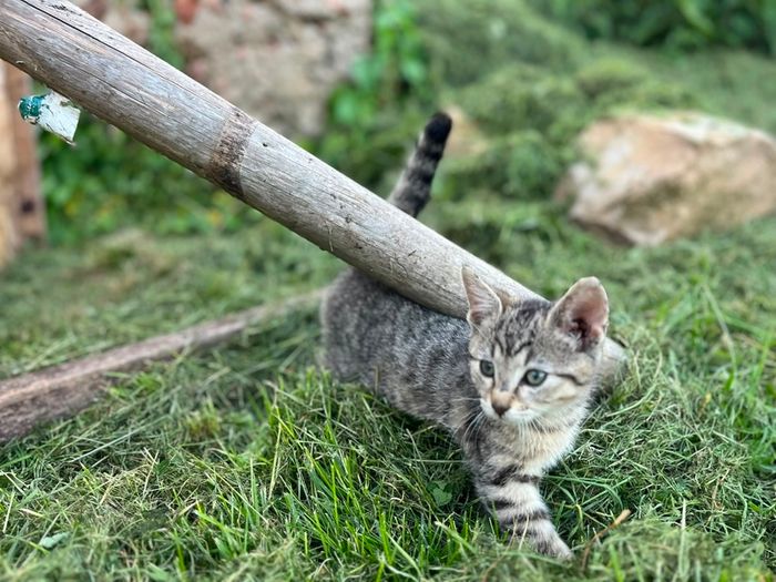 Playful Kittens Looking for Loving Homes